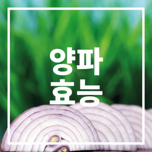 양파 효능