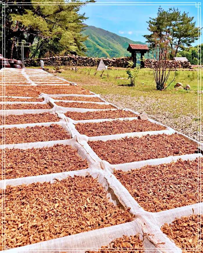 생방송 오늘저녁 경남 산청 지리산 힐링 티테라피 약초차 맛집