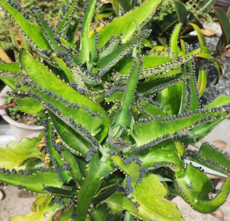 천손초가 번식을위한 자구들을 가득 달고 있는 모습