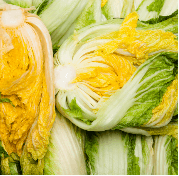 괴산 순창 해남 절임배추 산지 전경