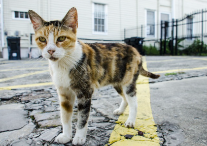 길고양이 들고양이.