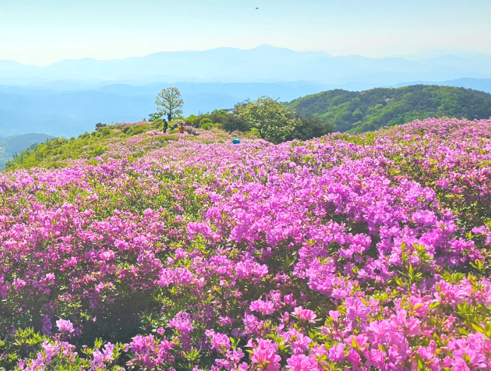 [5월 봄꽃 축제]2025 영주 소백산 철쭉제❘기본 정보, 프로그램, 개화상황 정리