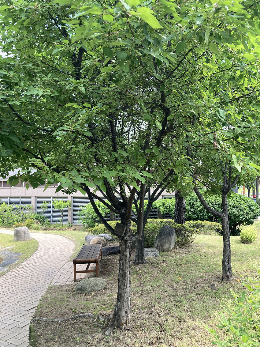 꽃사과
