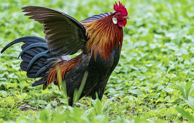 금산 삼계탕 축제