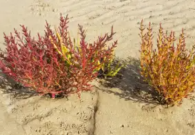 함초 효능 및 영양성분, 가격