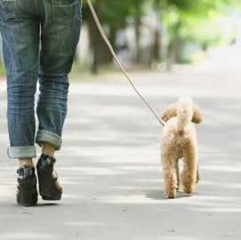 강아지 산책 준비물 리스트 필수 용품 추천