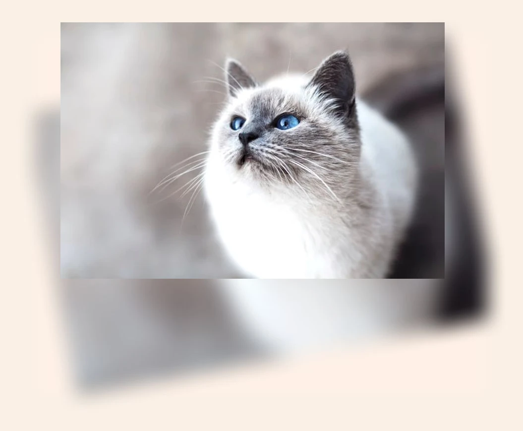 캣타워 선택_3_subsection