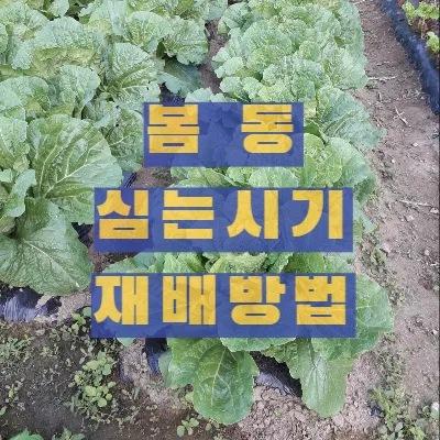 봄동 재배 파종시기 노지 월동 보온 피복 웃거름 타이밍_2