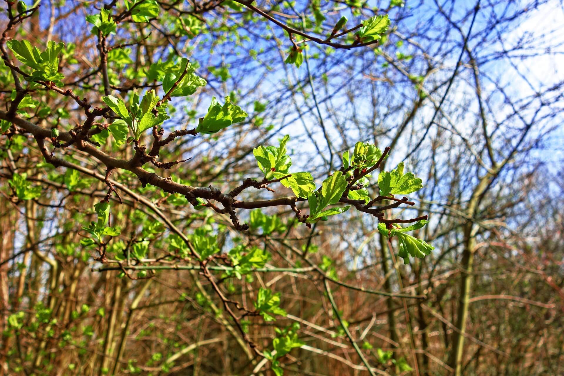 봄철 공기질 관리 방법 총정리: 환기 타이밍부터 공기청정기 필터까지