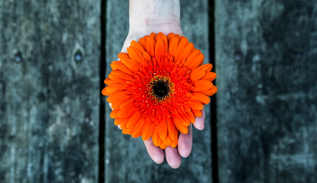 Bloom