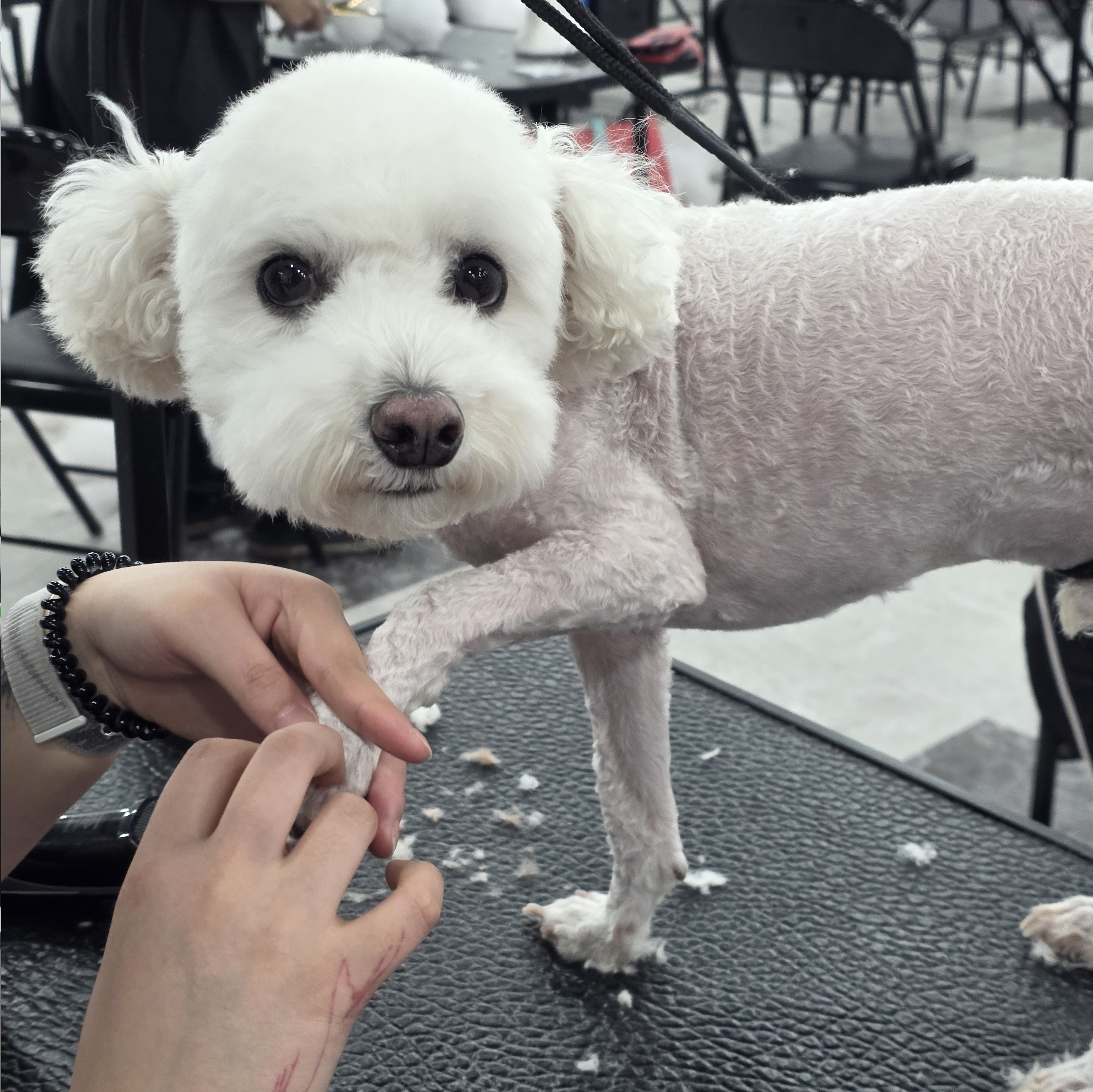 광명애견미용학원