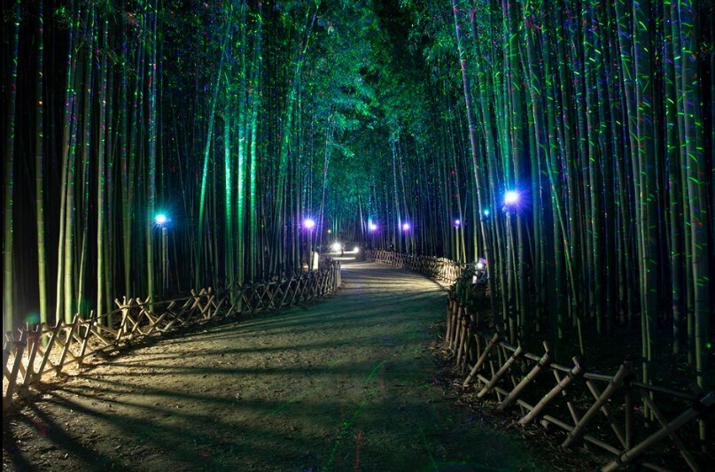 울산여행 태화강 대나무숲 축제 야경