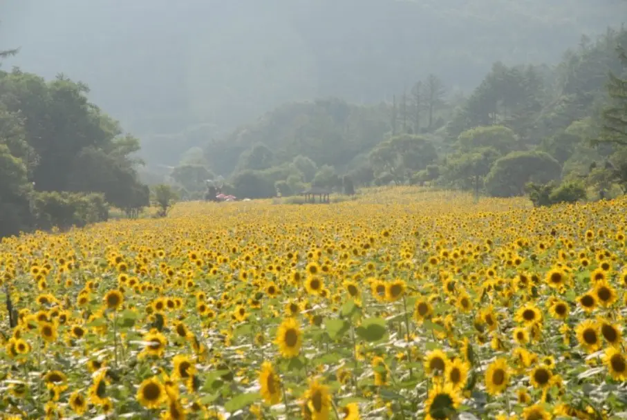 태백 해바라기축제