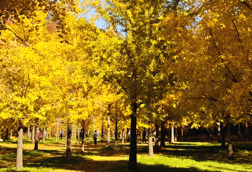 은행나무의 노란단풍