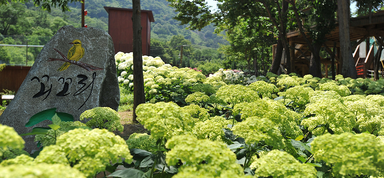 월아산 숲속의진주 수국 명소 가이드! 개화시기, 관람 코스, 포토존 완벽 정리
