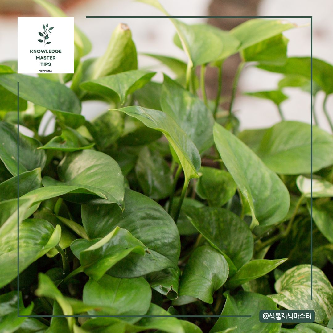 스킨답서스 적정 습도 관리