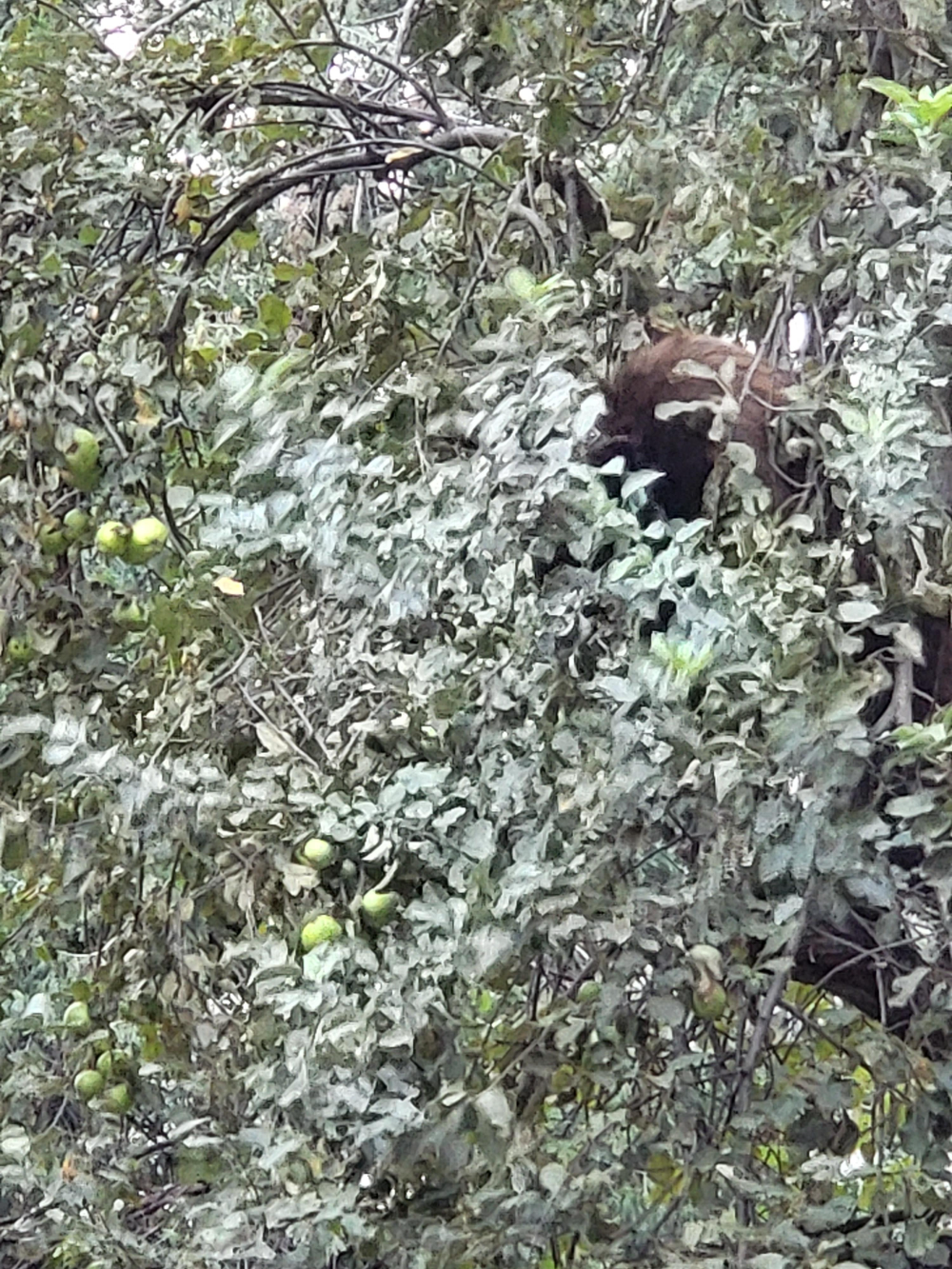 요세미티국립공원의 곰