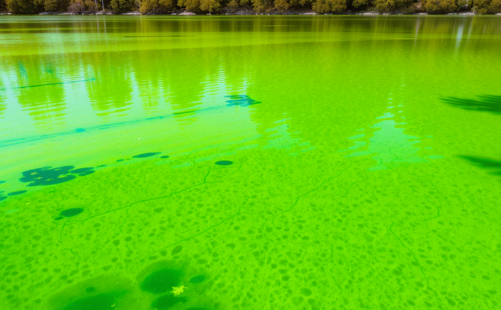 녹조-현상은-수질오염의-한-형태이다.