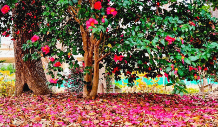  화명생태공원 동백꽃