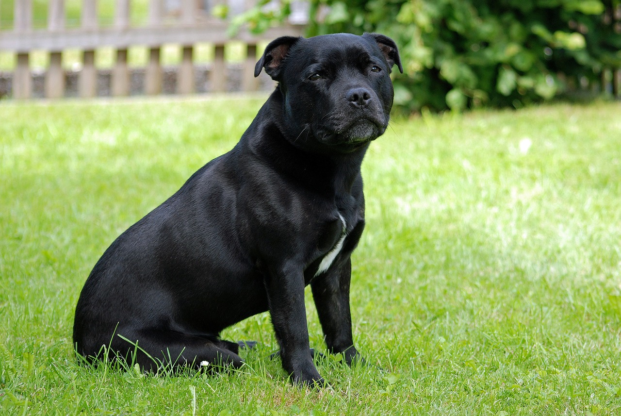 스태퍼드셔 불 테리어(Staffordshire Bull Terrier)4