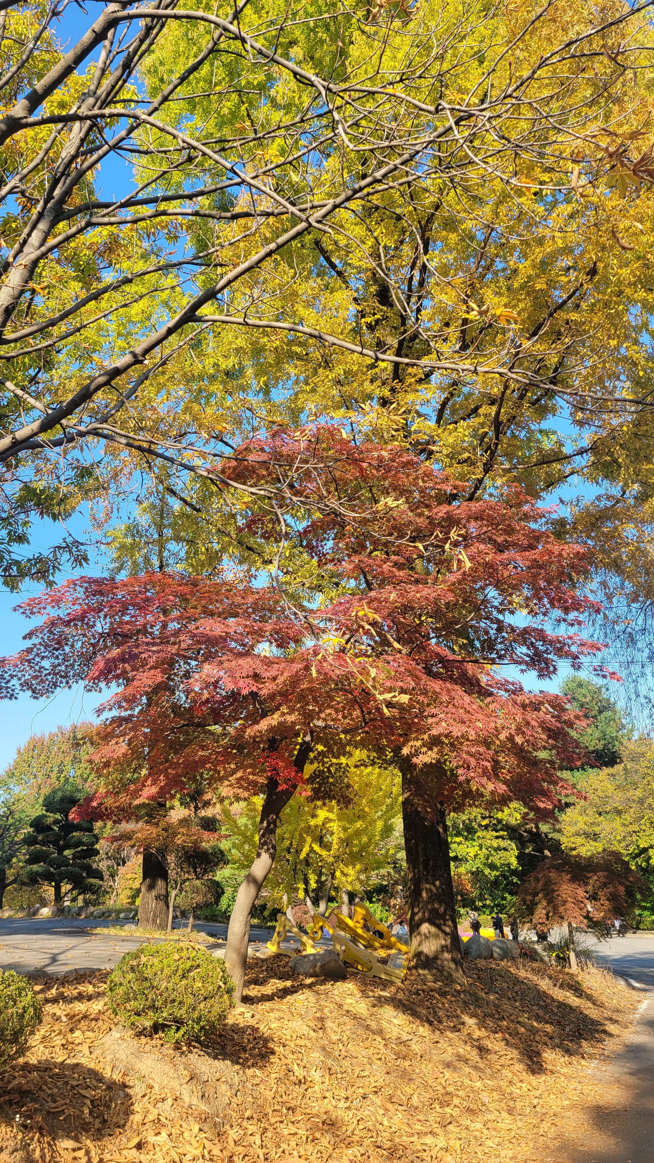 오산 물향기 수목원의 단풍