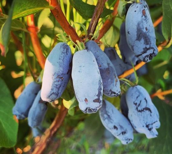 하스카프베리 효능