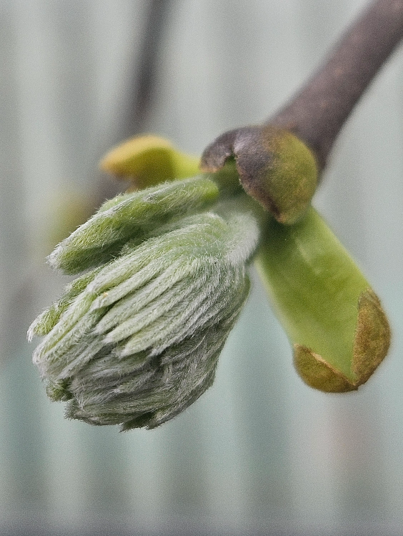 다릅나무 겨울눈2