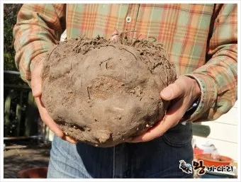 곤약 재배 모판 만들기 습도 관리 알맞은 그늘_9