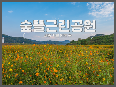 코스모스 만개 '세종 숲뜰근린공원'