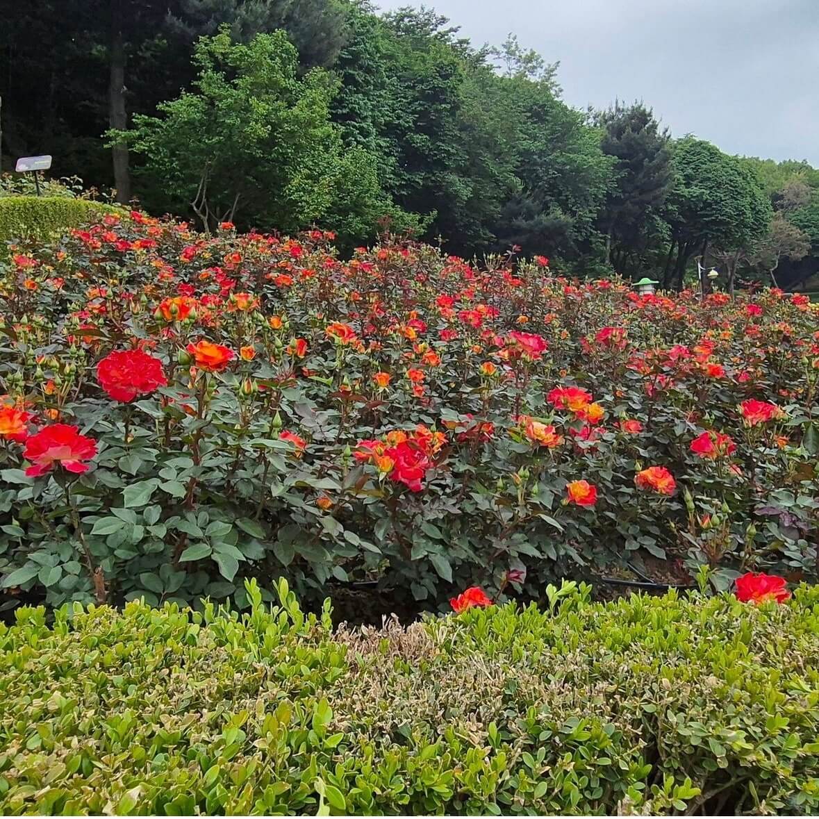 부천 백만송이장미공원 장미축제