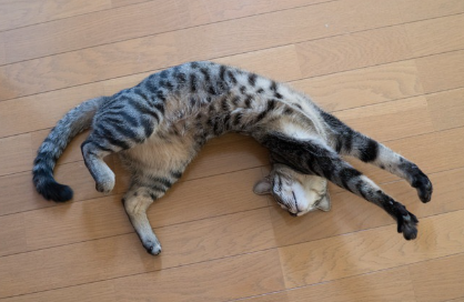 뻗어 있는 고양이 사진.