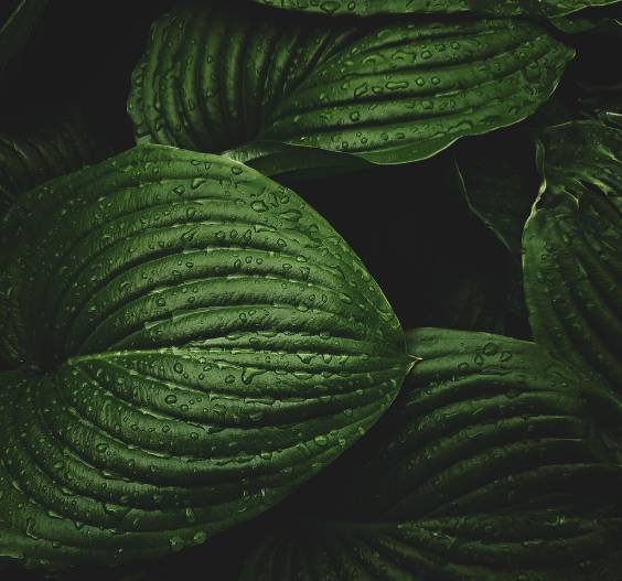 2025 장마 기간&amp;#44; 지역별 예상 일정