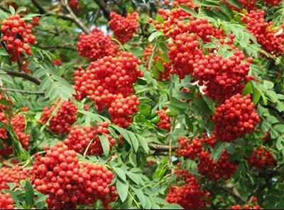 마가목 열매 효능 먹는 법 부작용 포함 10가지 정리_8