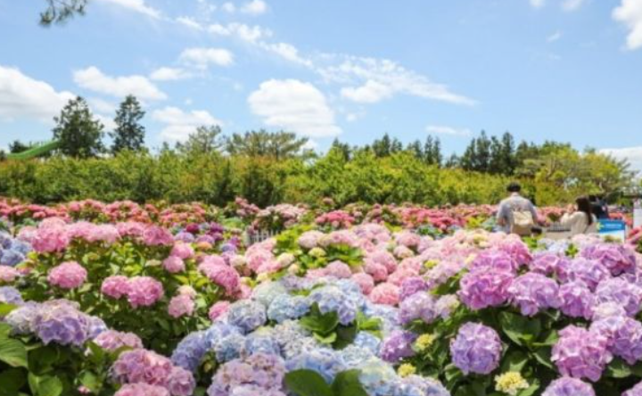 2024 제주도 수국축제 예매 및 입장료 할인 안내