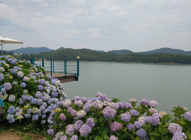 전라도 수국명소 추천 7곳, 수국이 만개한 아름다운 여름을 걷다