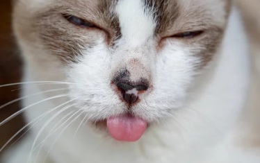 고양이 구내염/출처:어도비스톡