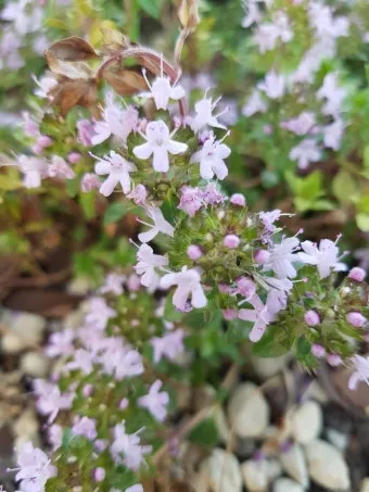 백리향 키우는 법 집에서 재배법 꿀팁_10