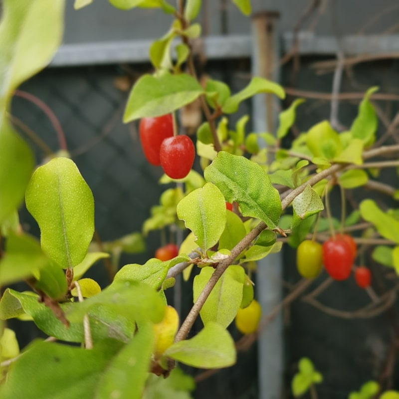 기침#44;가래#44;천식에 도움