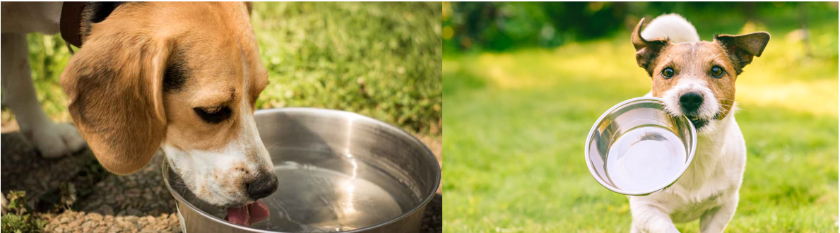 여름철 강아지 물 마시기 습관 길들이기 이미지