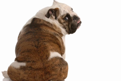 강아지의 항문샘