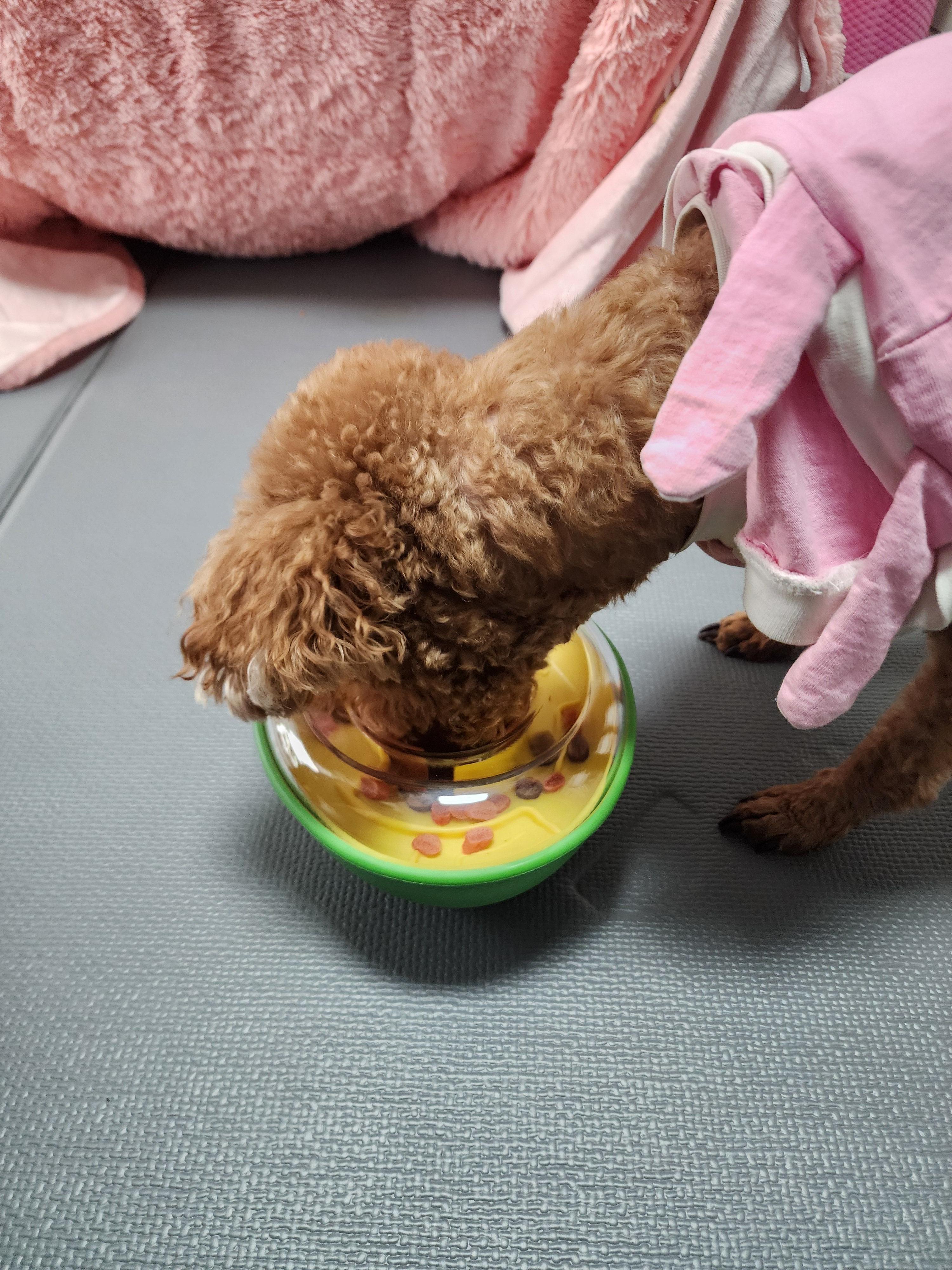 아보카도 노즈워크 제품에 간식이 나온걸 먹는 중