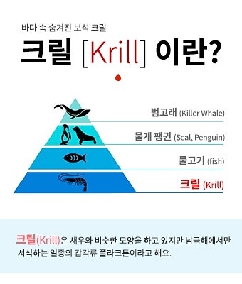 크릴오일 구입