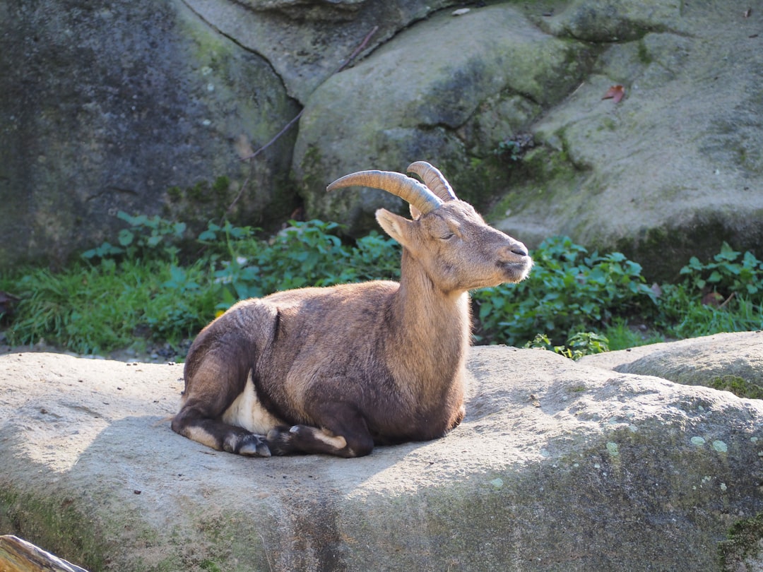 Goat