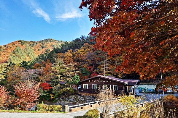 국립자연휴양림 추석 연휴 무료 예약 홈페이지