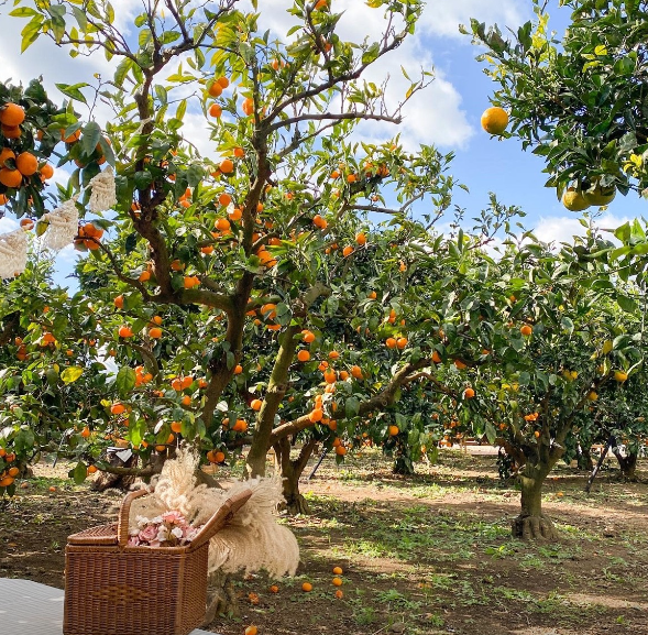 제주하늘바람 감귤
