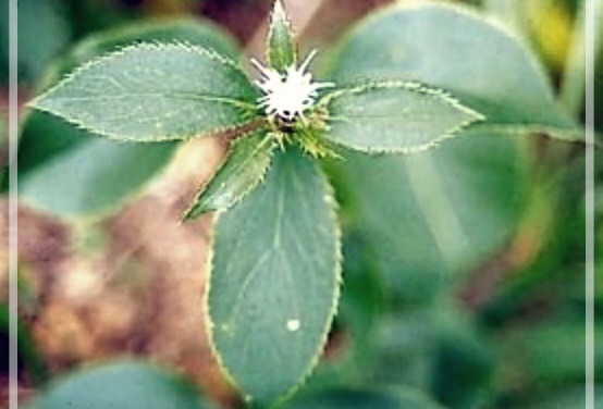 삽주의 효능 및 활용법