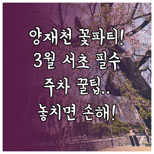 3월 서초구 나들이 정보 양재천 개화..