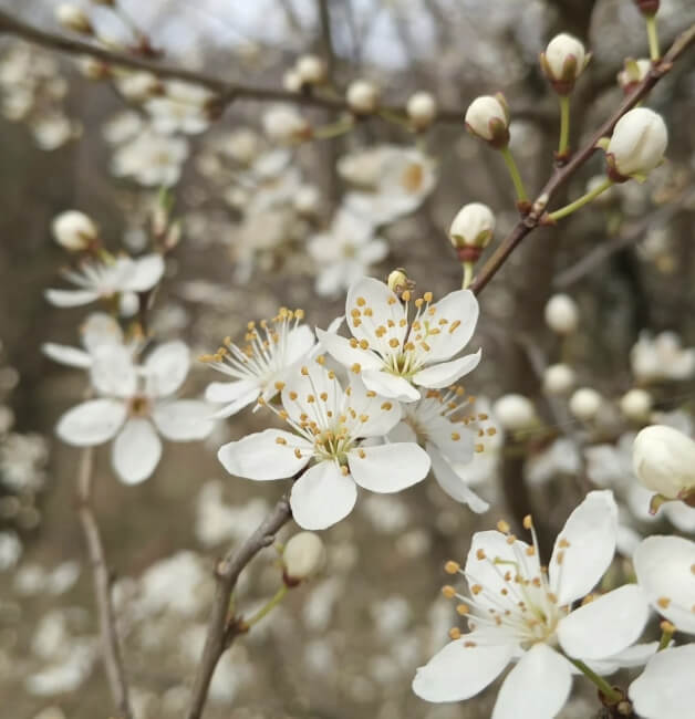 찔레꽃 꽃말