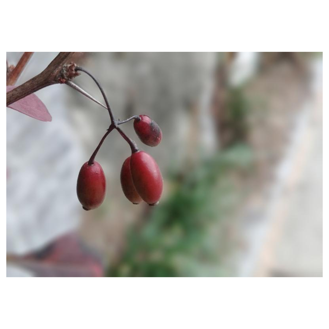 오미자청과 관련된 사진입니다.