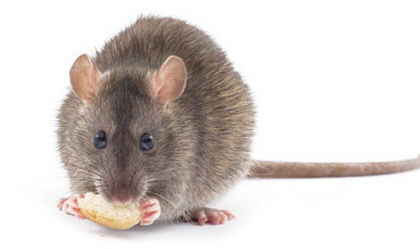 신증후군출혈열 치사율 및 사망률